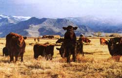 Only some organically raised beef cattle (such as a few of Mel Coleman's here) really are "free-range."